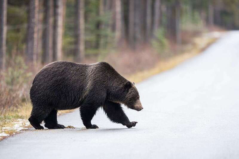 banff-private-guided-nature-walk-transportation-2-5h