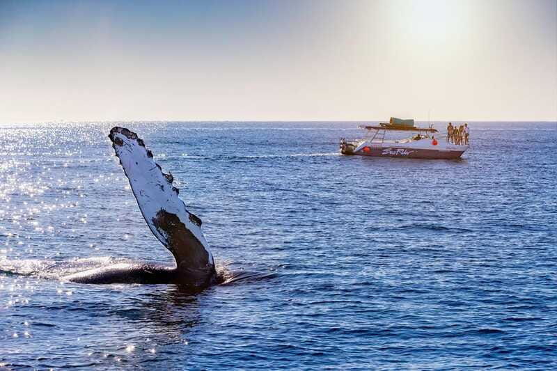 bay-trip-and-the-arch-of-cabo-san-lucas