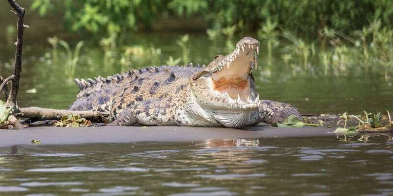 bentota-beach-river-mangroves-lagoon-wildlife-tour
