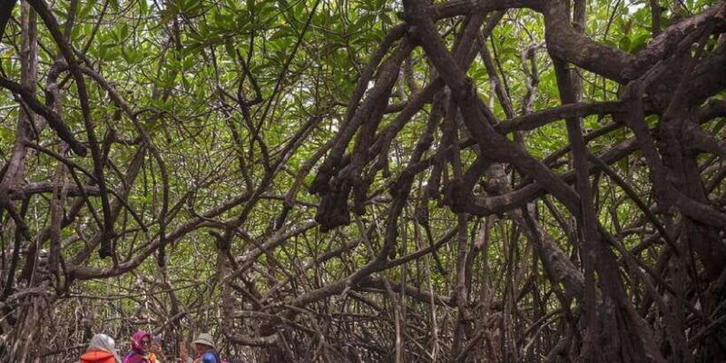bentota-swampboat-ride-through-mangrove-forest
