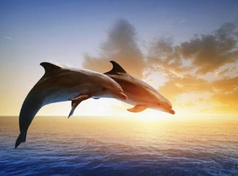 best-lovina-sunrise-dolphins-watching-tour