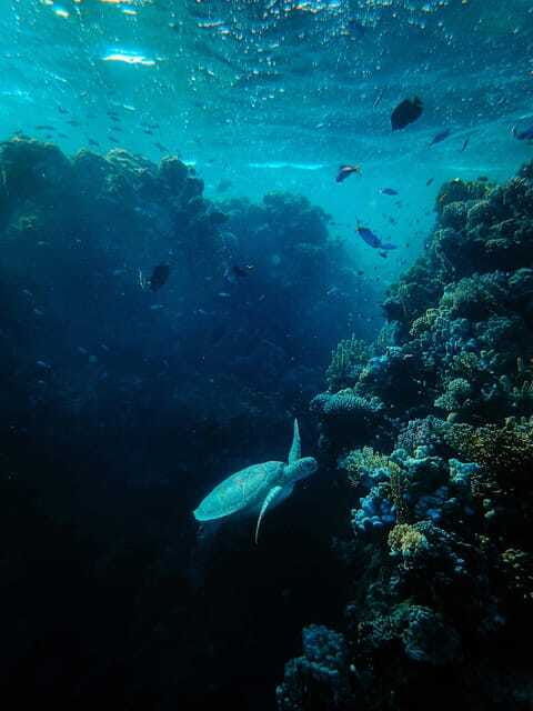 best-site-for-course-diving-in-amed