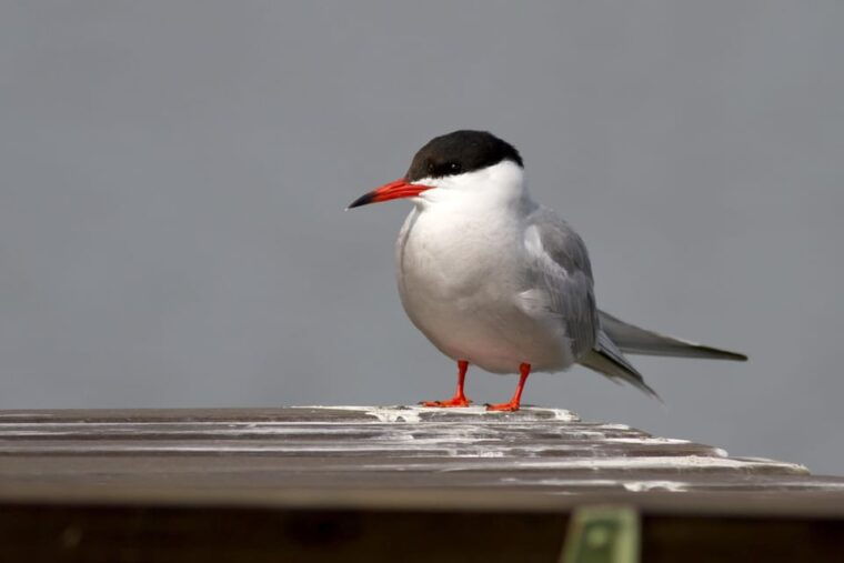 bird-watching-in-the-stockholm-archipelago