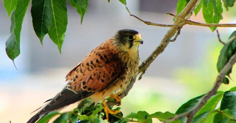 bird-watching-the-raptors
