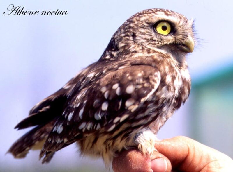 birdwatching-in-aostas-valley