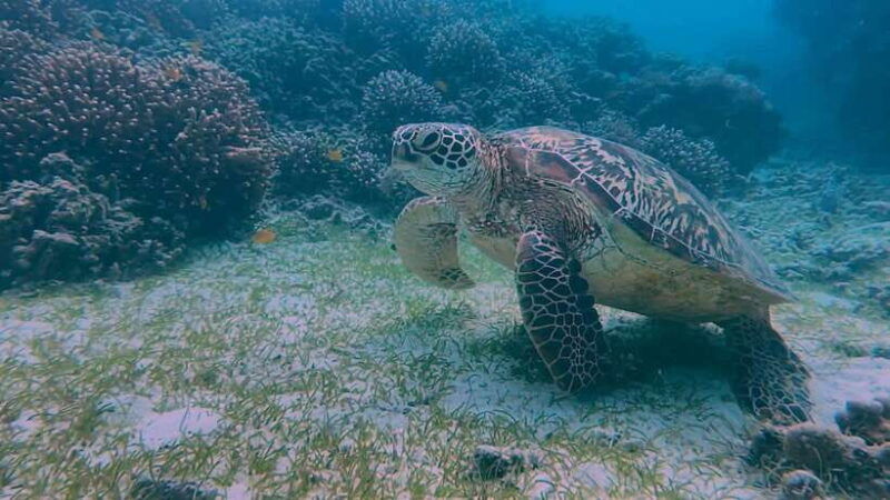 bohol-dolphin-watching-snorkeling-at-balicasag-island