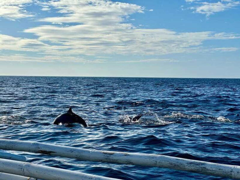 bohol-pamilacan-island-turtle-dolphin-watching