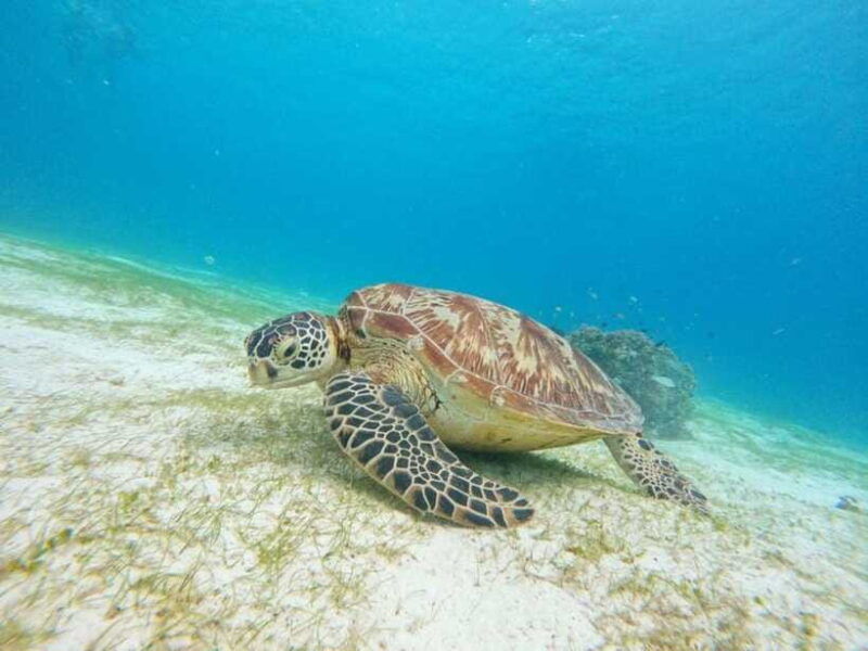 bohol-turtle-sanctuary-snorkeling-boat-tour-with-lunch