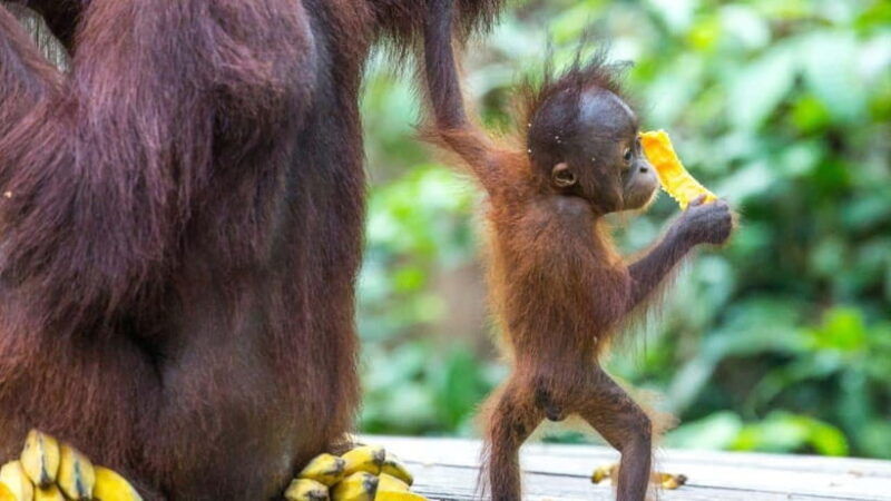 borneo-orangutan-proboscis-monkey-and-sun-bear-tour