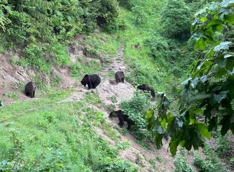 brasov-bear-watching-in-the-wild-from-a-hideout