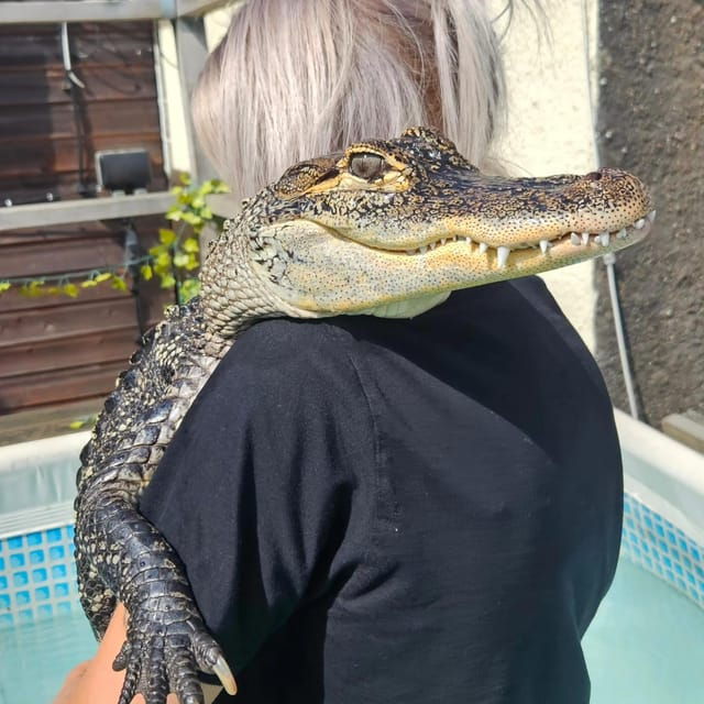 bristol-crocodile-swimming-experience-with-lunch-x2