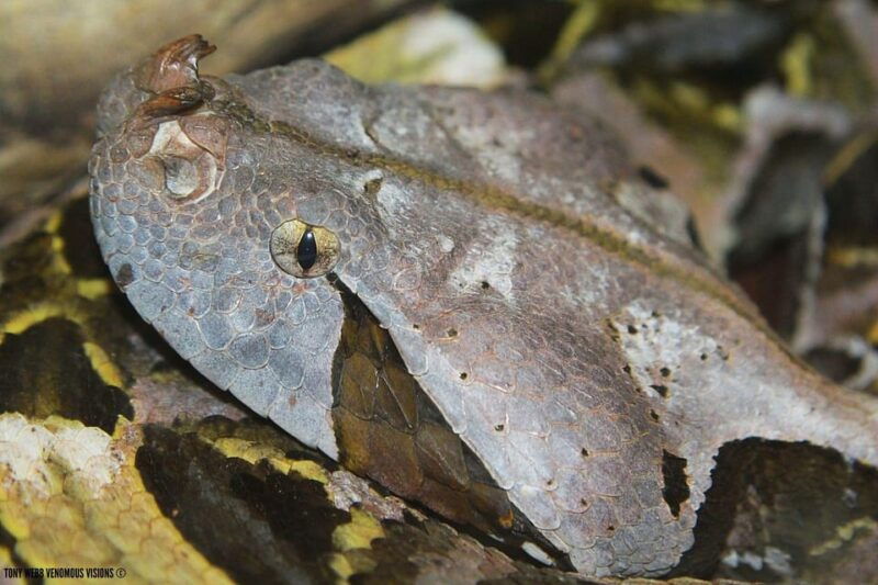 bristol-venomous-snake-tour-w-guide-croc-photo