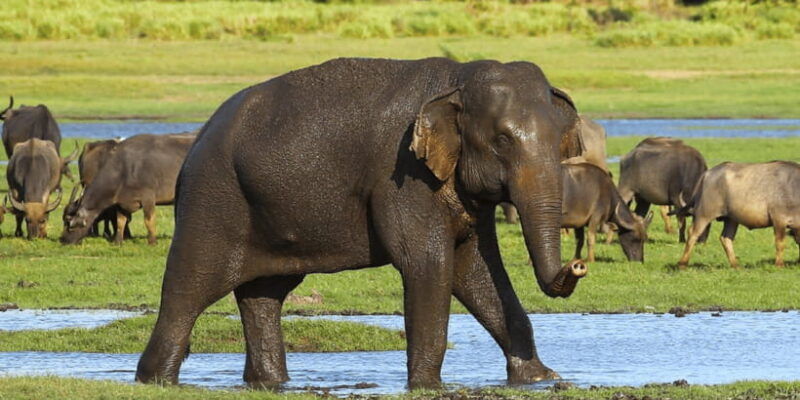 budget-safari-to-wilpaththu-national-park-from-anuradhapura