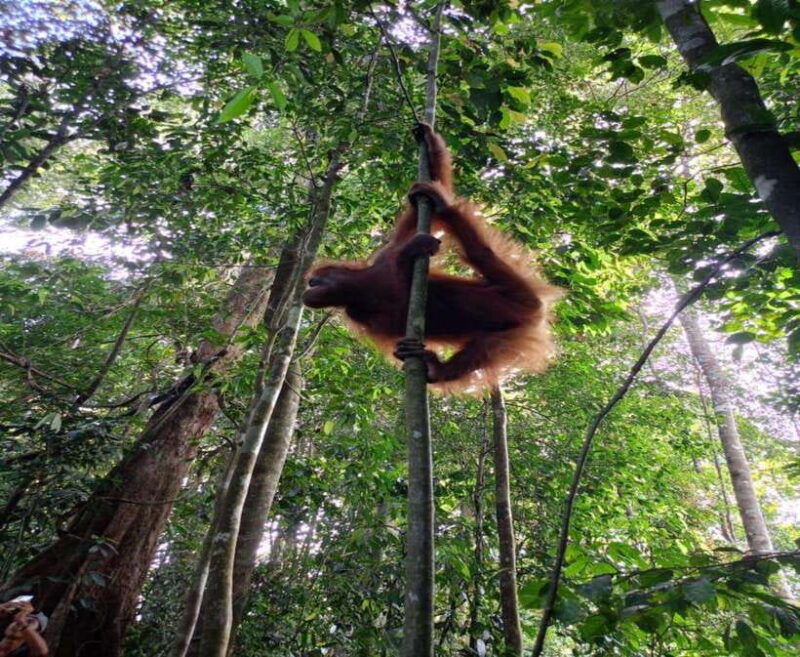 bukit-lawang-a-unique-wildlife-tour-overnight-into-jungle