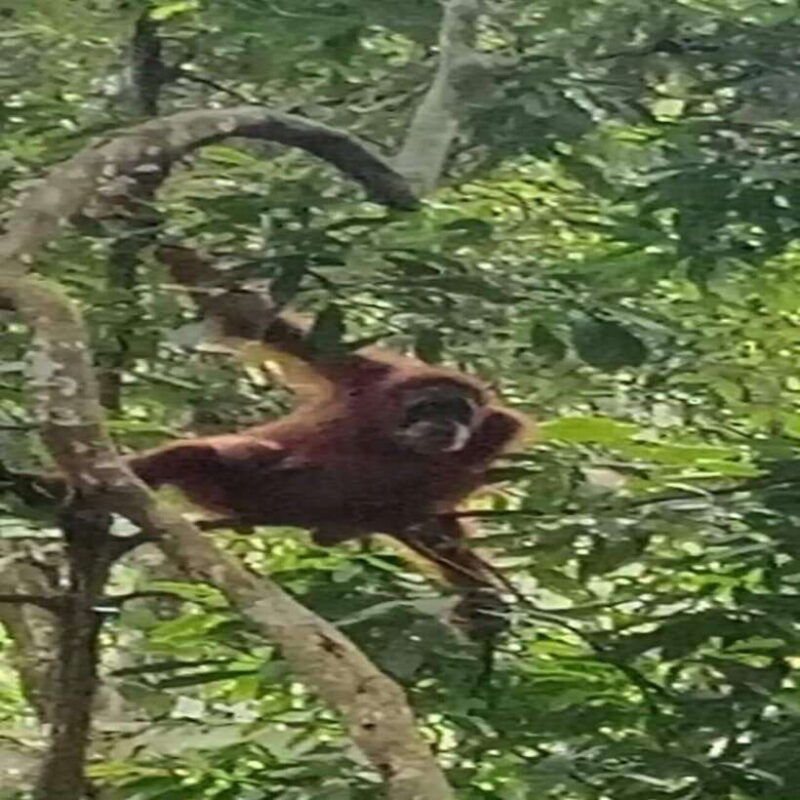 bukit-lawang-orangutan-tour-wonderful-jungle-view