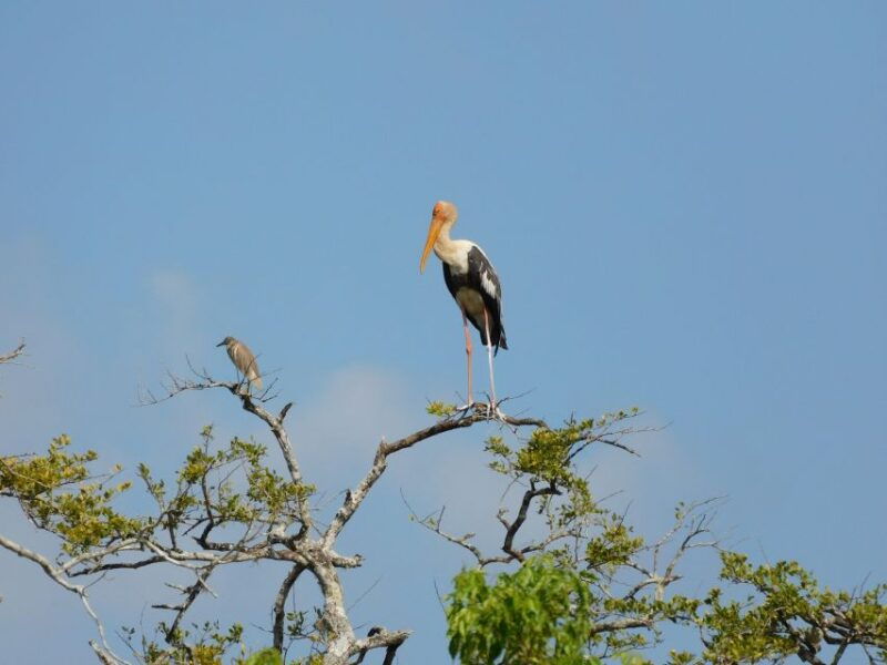 bundala-half-day-safari-private-tours-morning-afternoon
