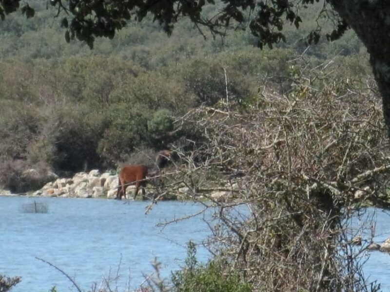 cagliari-the-nuraxi-of-barumini-unesco-giara-horses-4h-tour