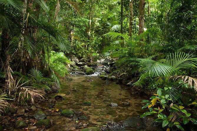 Cairns Reef/Rainforest : Daintree Rainforest & Great Barrier Reef - FAQ
