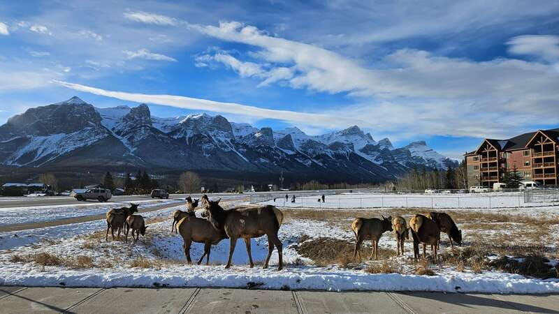 calgary-canmore-banff-lake-louise-gondola-included