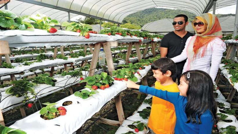 cameron-highlands-1-day-tour-from-kuala-lumpur