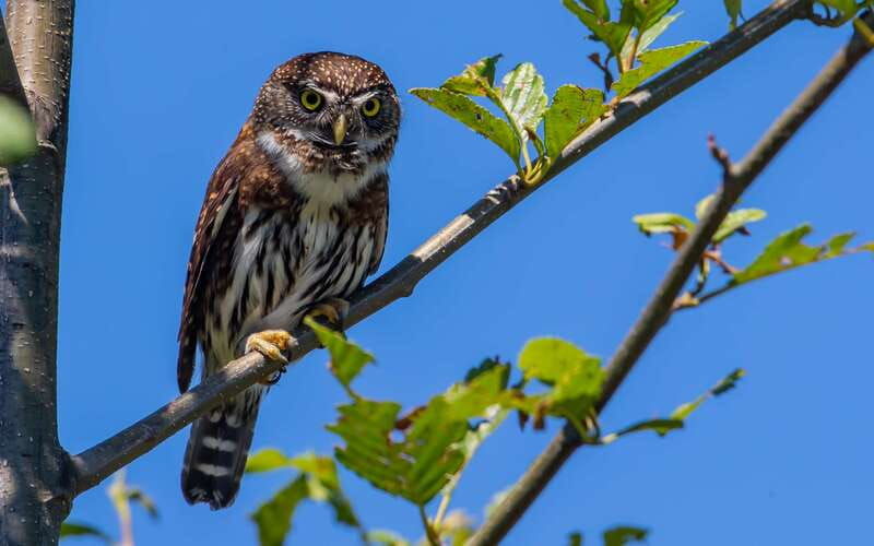 campbell-river-discovery-passage-wildlife-zodiac-boat-tour