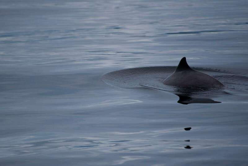 campbell-river-kayaking-and-whale-watching-tour