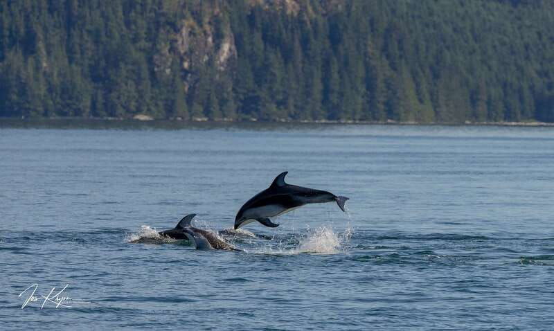 campbell-river-wildlife-tour-by-covered-boat