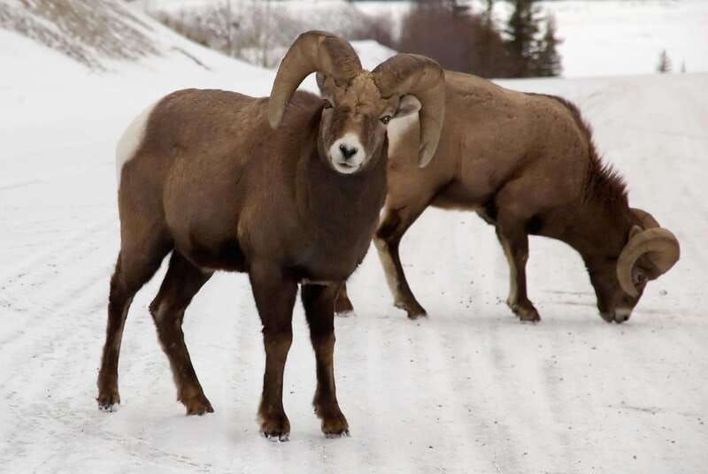 canmore-the-winter-wonderland-hiking-tour-transportation