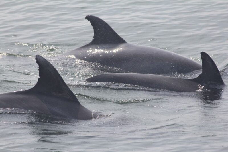 cape-may-scenic-whale-and-dolphin-watching-cruise