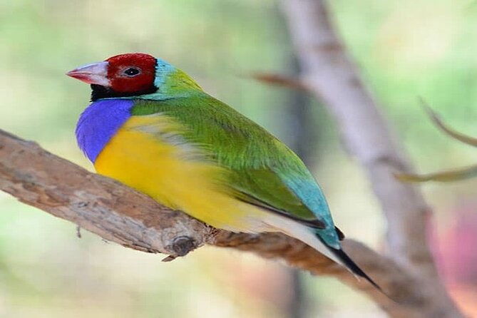 Cape Tribulation and Daintree Wilderness Day Tour in Cairns - FAQs