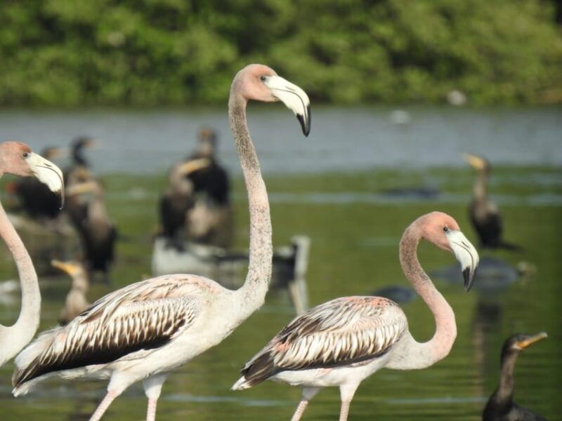 cartagena-fishermens-island-in-the-mangroves-by-canoe