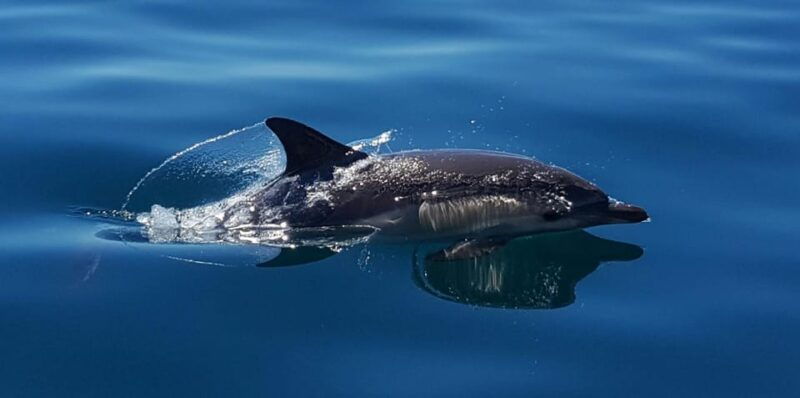 cascais-dolphin-watching-speedboat-tour
