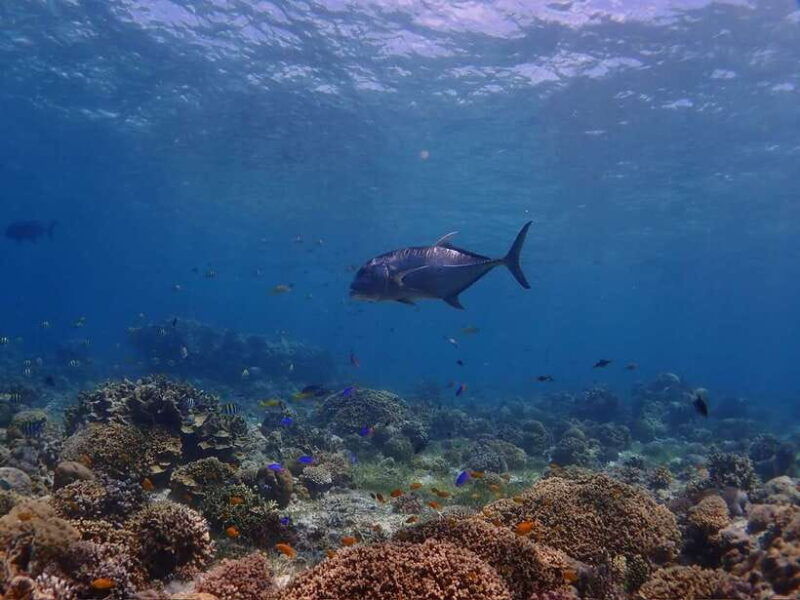 cebu-boat-diving-two-dive-tour-in-olango-island