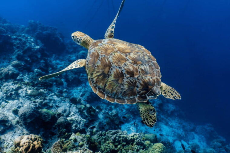 cebu-moalboal-sardine-run-turtles-oslob-whale-shark-tour