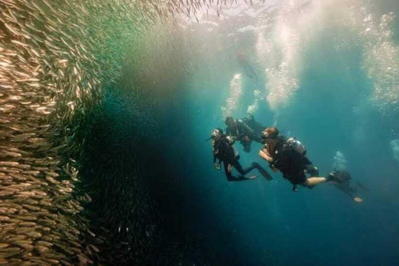 cebu-moalboal-scuba-diving-sardines-run-pescador-snorkel