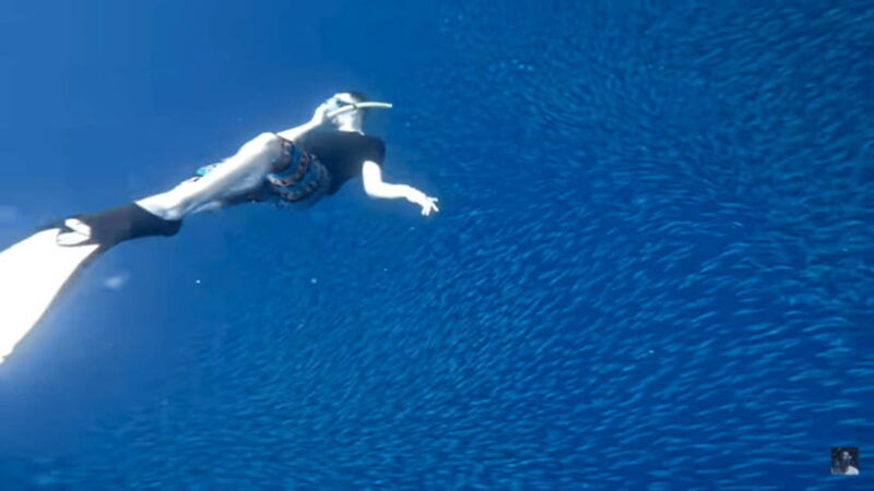 cebu-oslob-whale-shark-and-moalboal-snorkeling-adventure-2