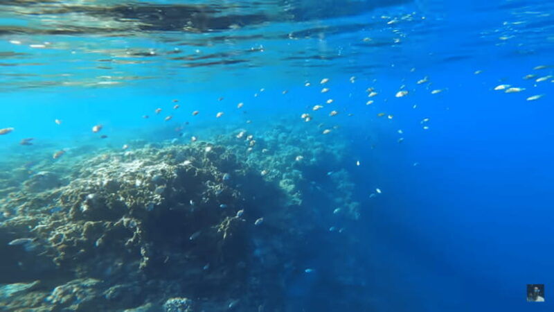 cebu-oslob-whale-shark-and-moalboal-snorkeling-adventure