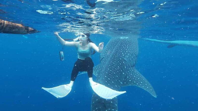 cebu-oslob-whaleshark-sardines-run-snorkeling-day-tour