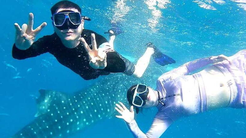 cebu-whale-shark-tumalog-waterfall-and-moalboal-tour