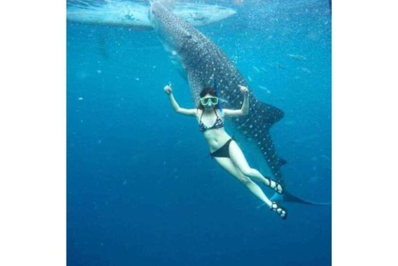 cebuwhale-shark-waterfall-and-sardine-run-group-tourmeal