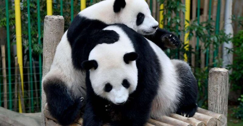 chengdu-2-days-panda-leshan-buddha-and-emeishan-group-tour