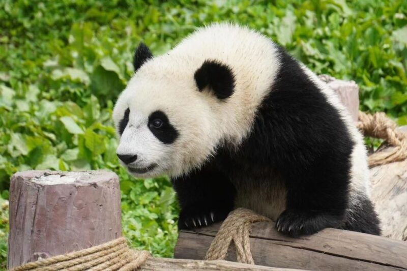 chengdu-chengdu-day-trip-with-giant-panda-and-leshan-buddha