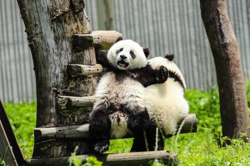 chengdu-giant-panda-base-half-day-tour-english-tour-guide