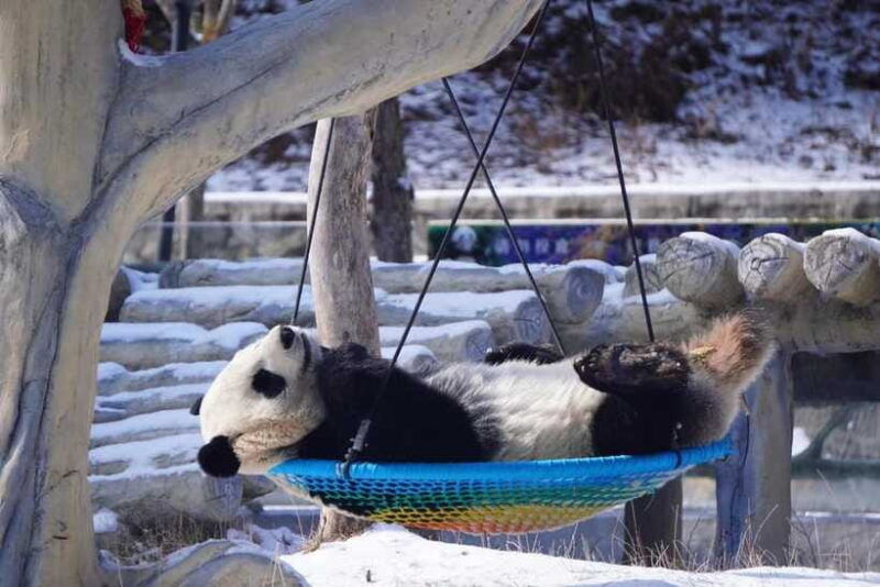 chengdu-panda-base-farmers-market-and-cooking-class