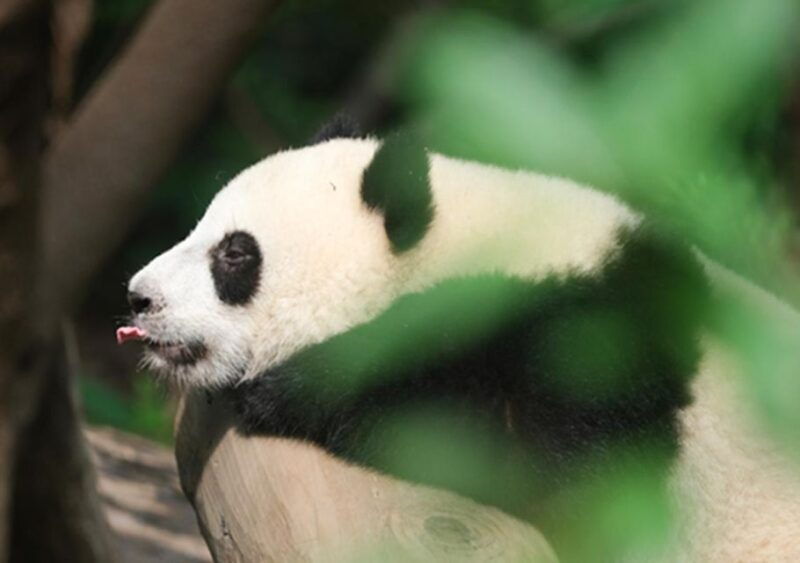 chengdu-panda-leshan-buddha-one-day-private-tour