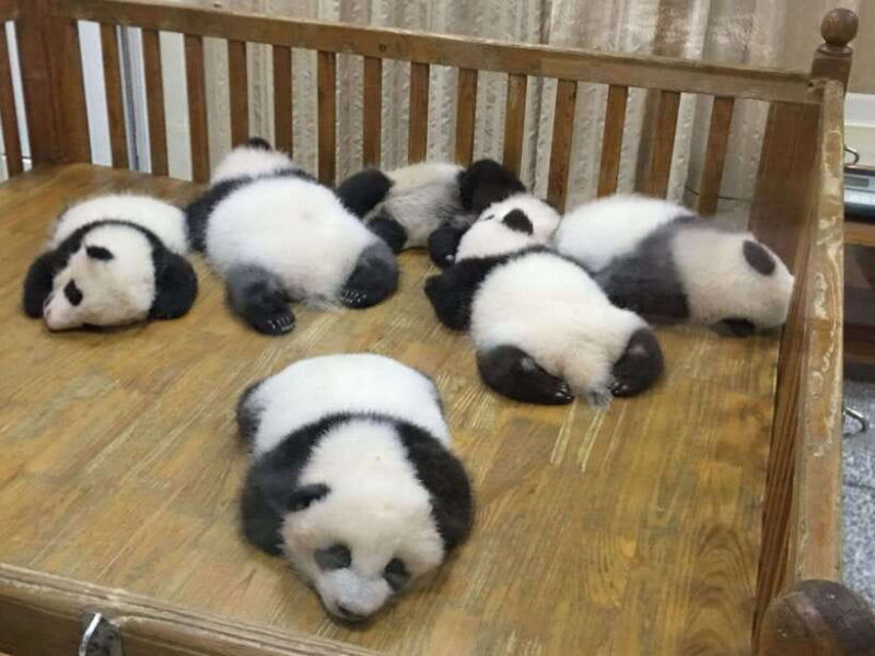 chengdu-private-panda-tour-at-panda-breeding-base