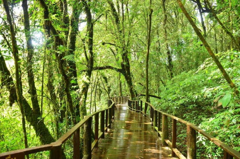 chiang-mai-doi-inthanon-national-park-private-tour