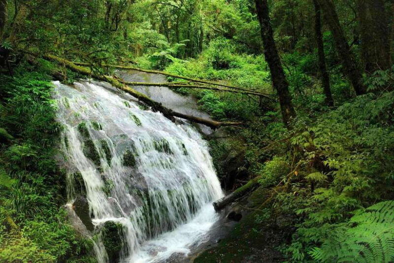 chiang-mai-doi-inthanon-pha-dok-siew-nature-trail-trek