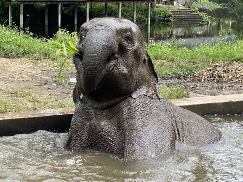 chiang-mai-small-group-ethical-elephant-sanctuary-tour