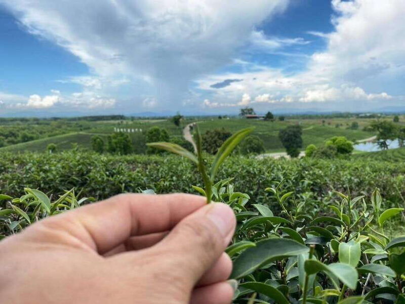 chiang-rai-7-stop-tour-with-english-guide-thai-buffet